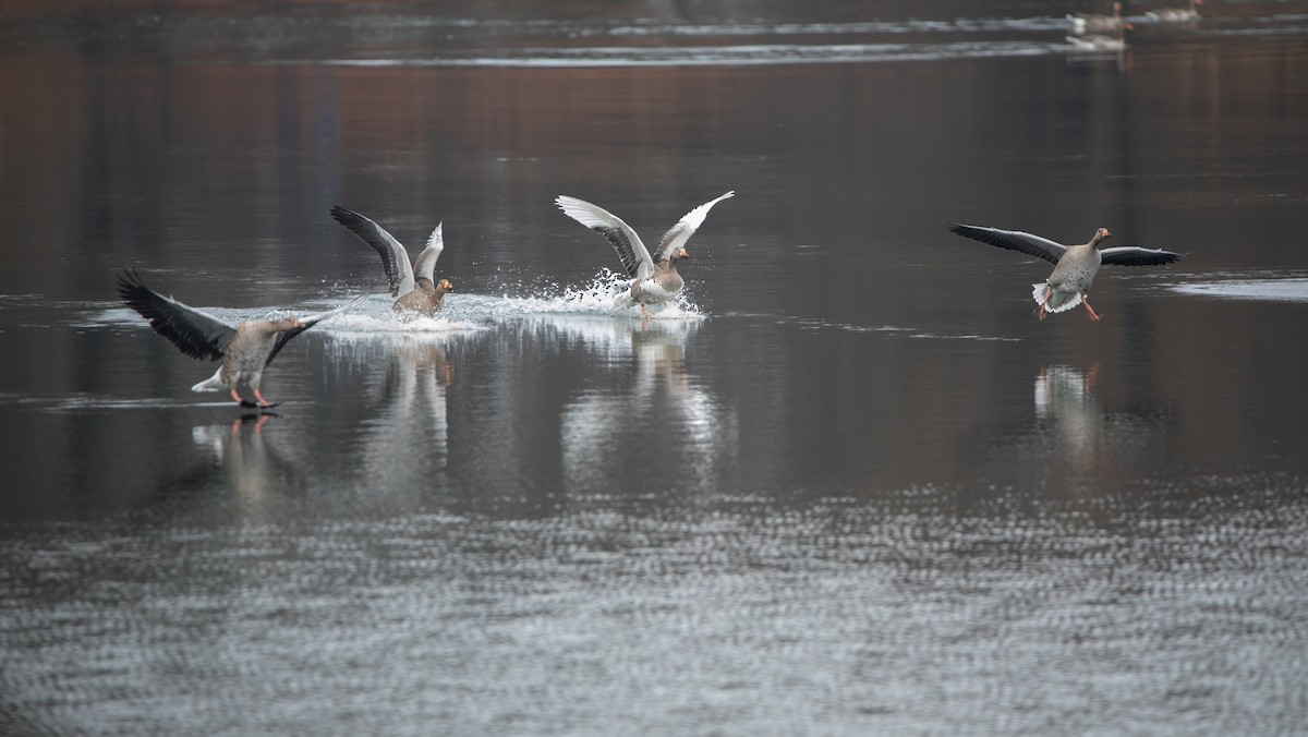 Гуска сіра - ML645952883