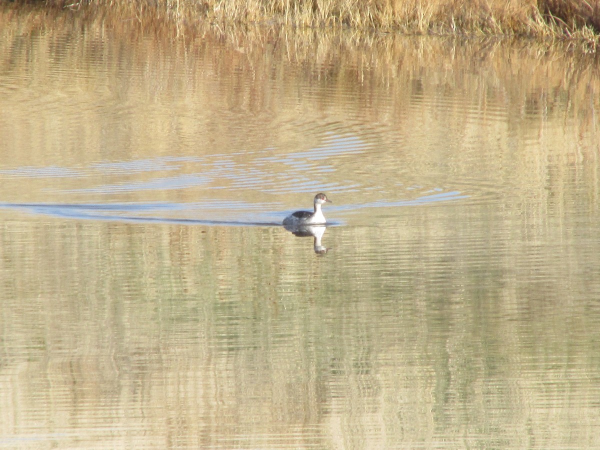 Txilinporta urrebelarria - ML645952885