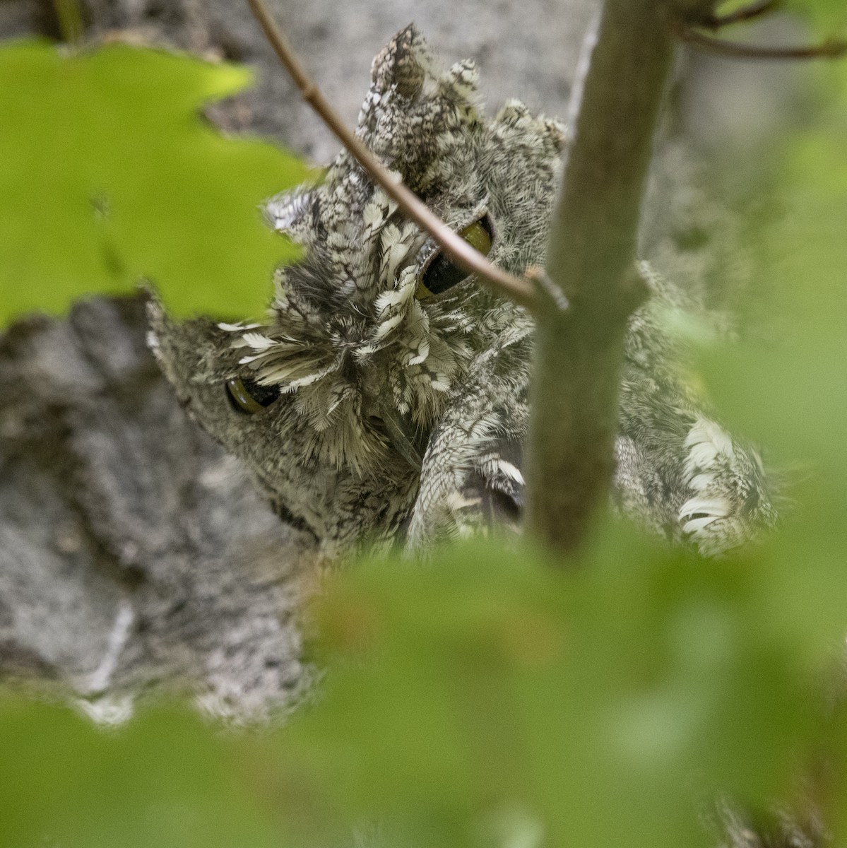 Western Screech-Owl - ML645952887