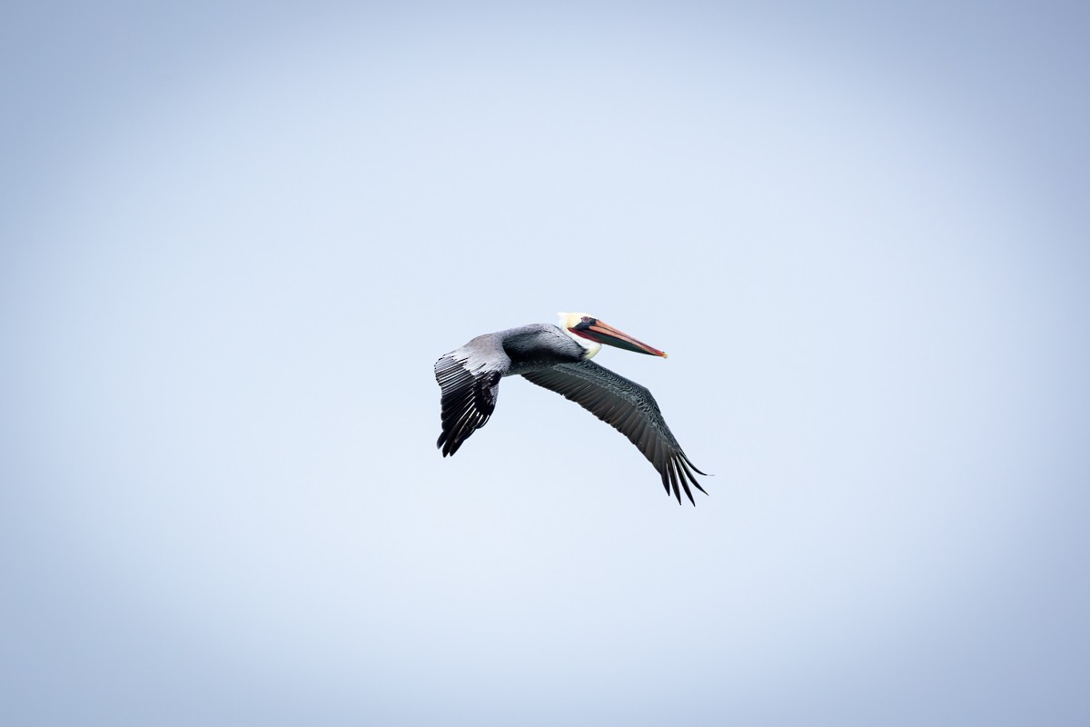 Brown Pelican - ML645952888