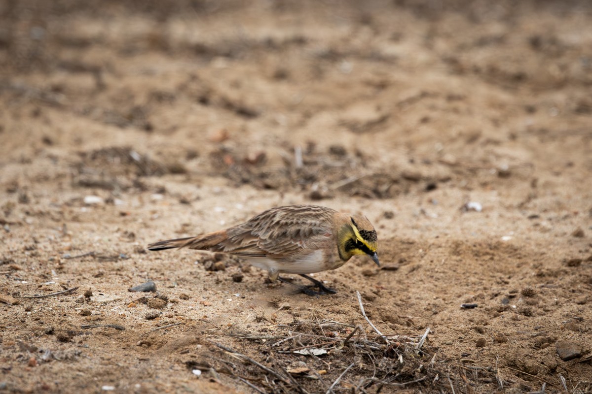 Alondra Cornuda - ML645952894