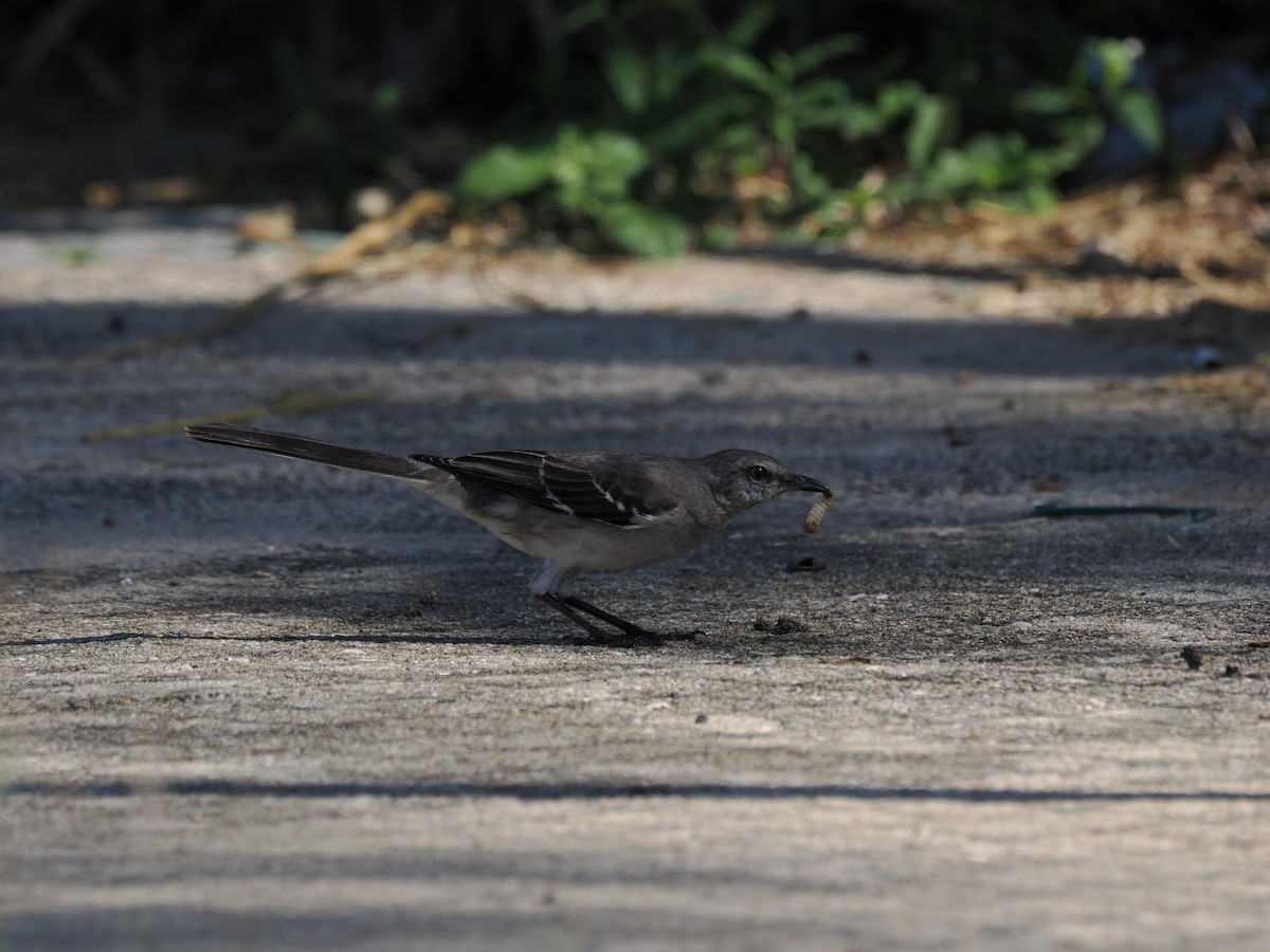 Пересмішник багатоголосий - ML645952898