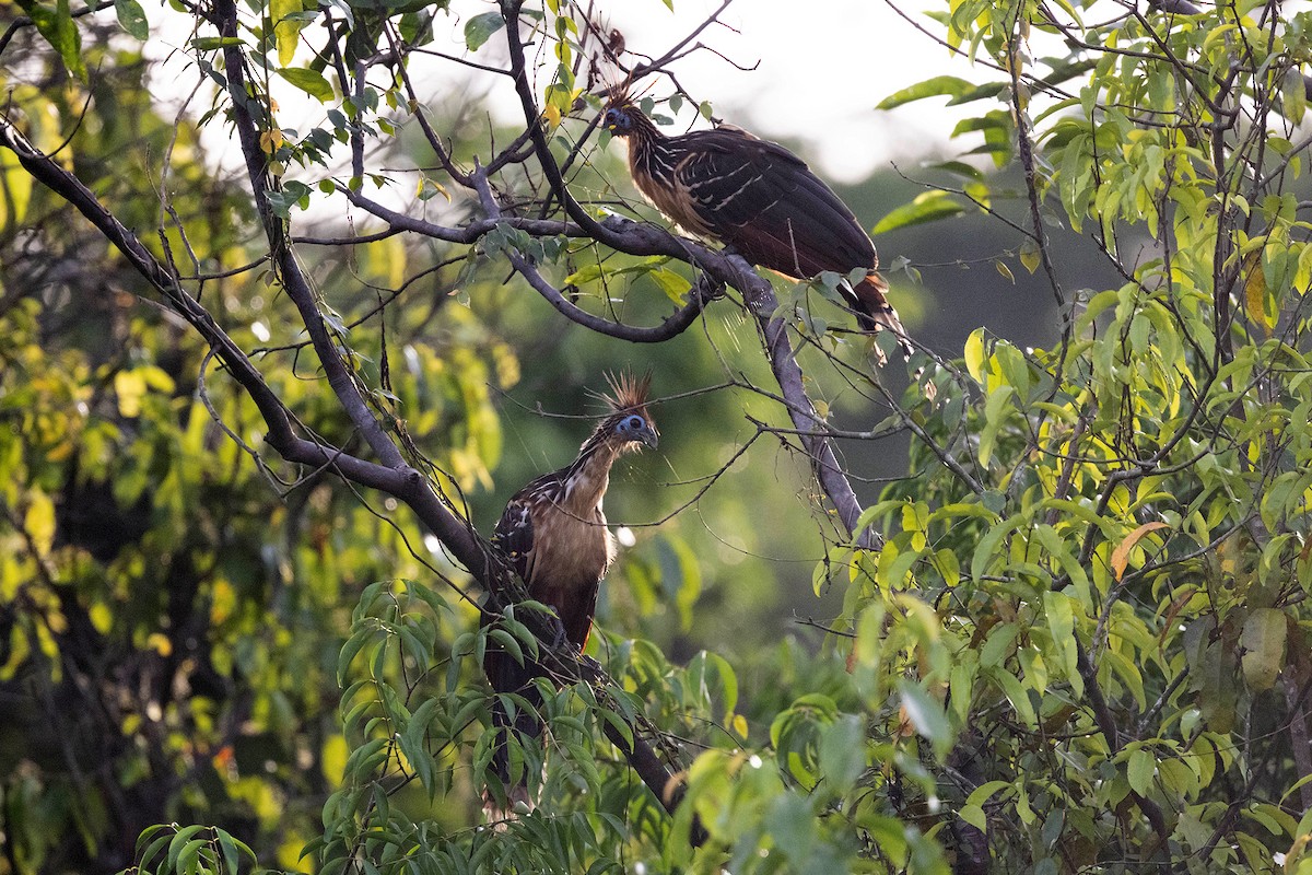 Hoatzin - ML645952899