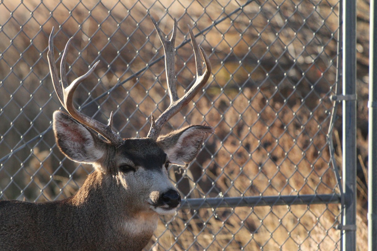 Mule Deer - ML645952900