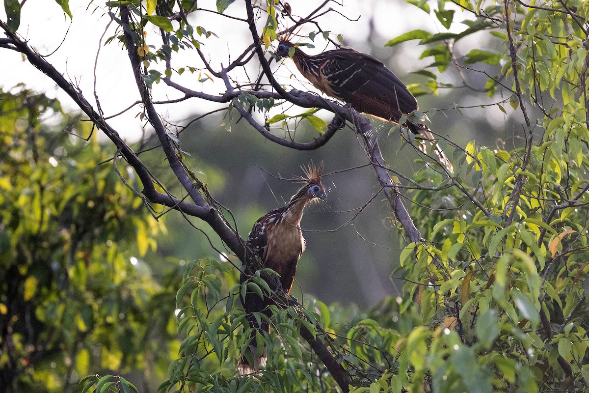 Hoatzin - ML645952902