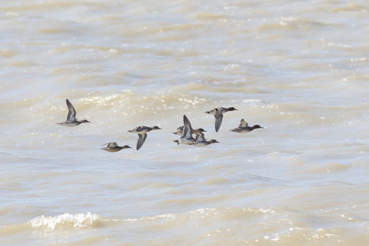 Alzavola - ML645952907