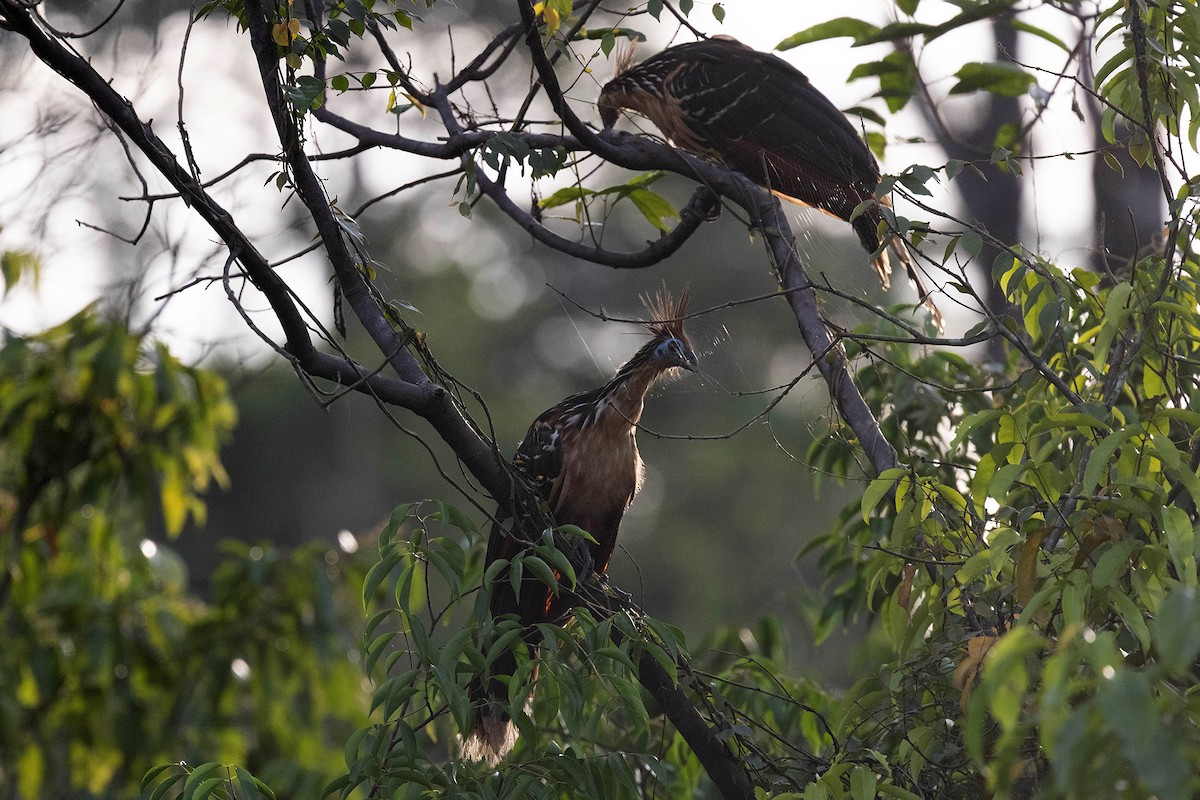 Hoatzin - ML645952908