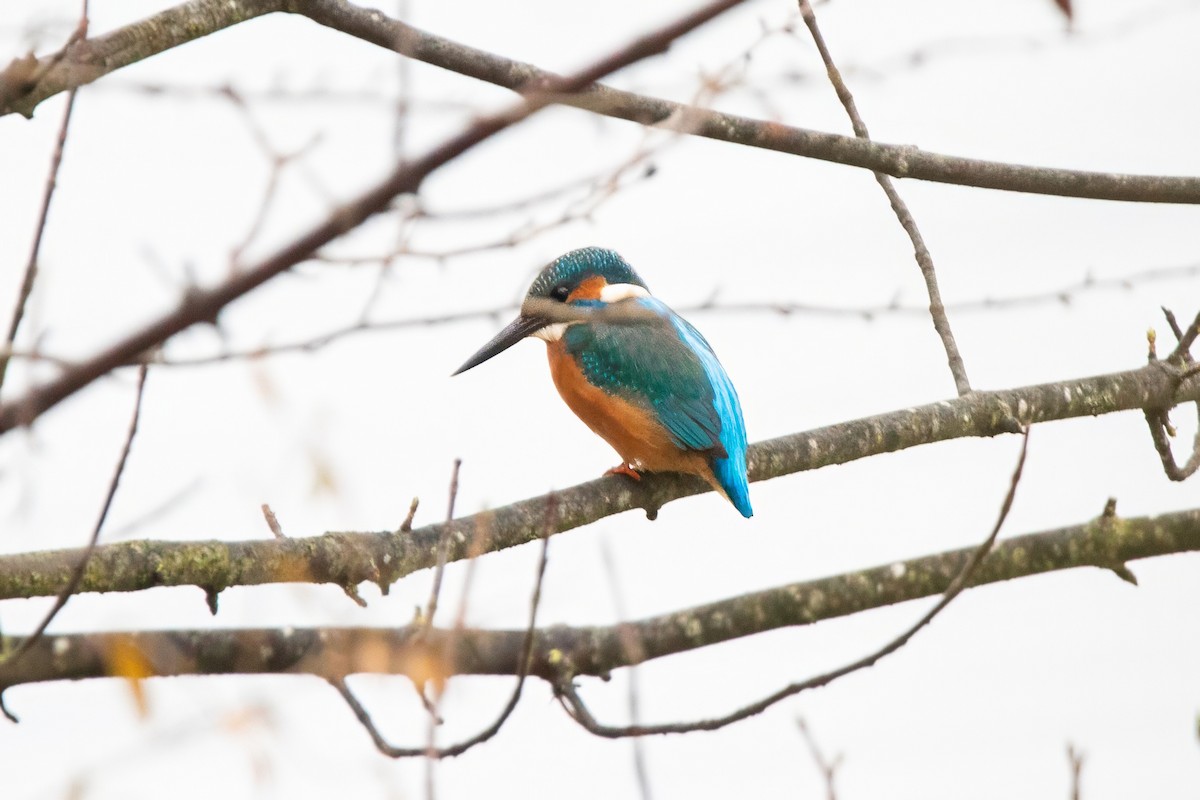Common Kingfisher - ML645952910