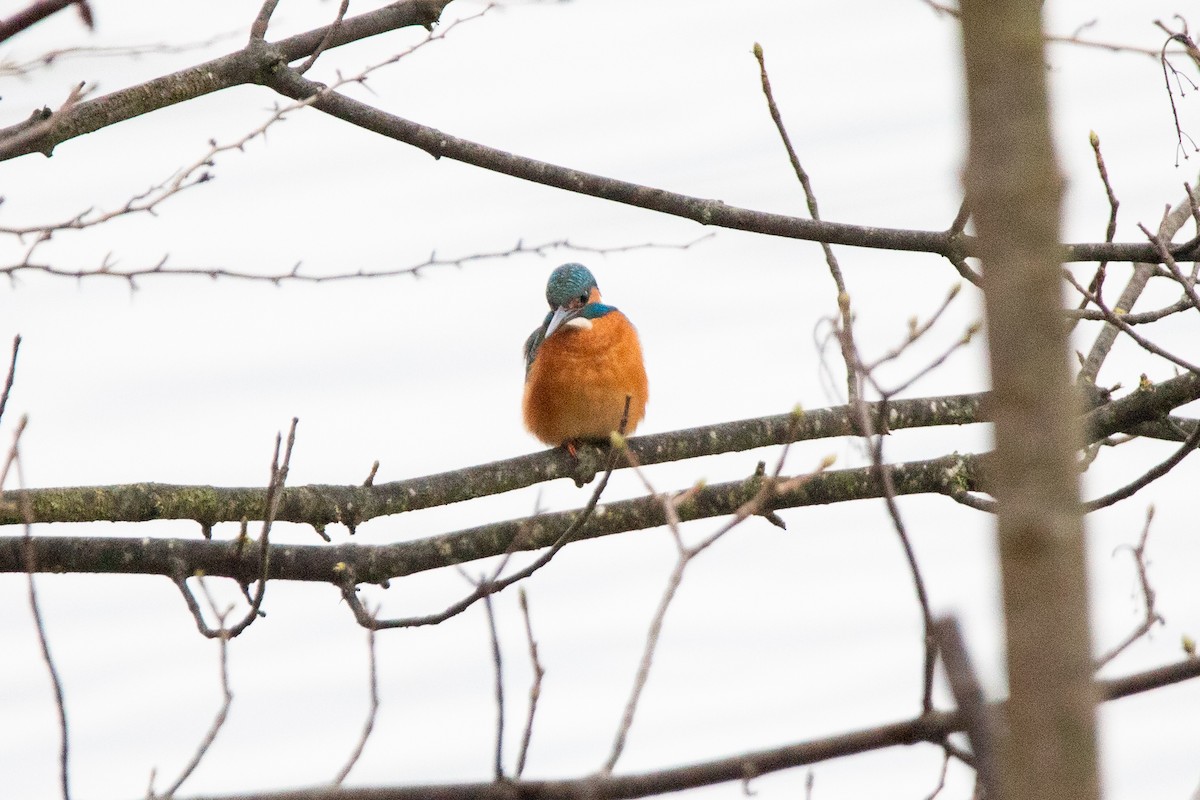 Common Kingfisher - ML645952911