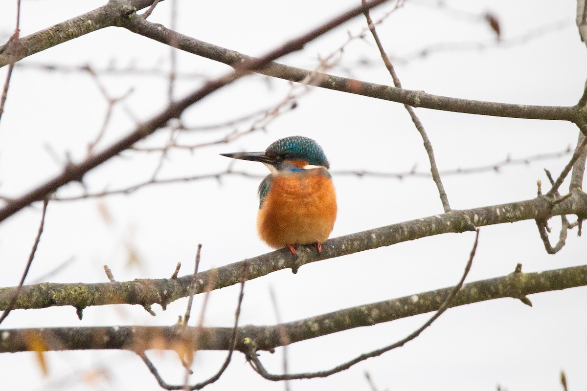 Common Kingfisher - ML645952912