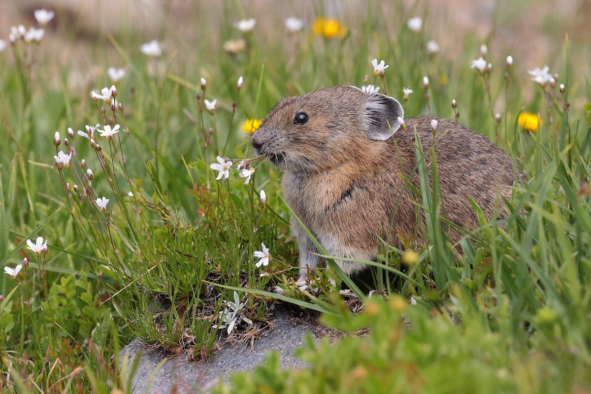 Pika d'Amérique - ML645952918