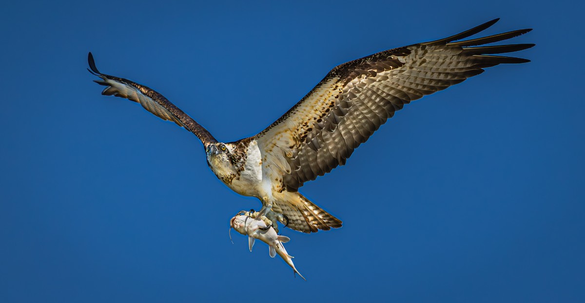 Osprey - ML645952919