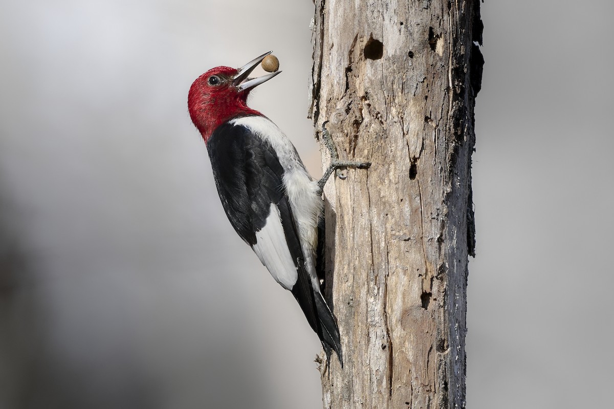 Red-headed Woodpecker - ML645952922