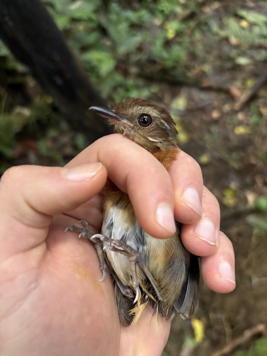 Ash-throated Gnateater - ML645952923