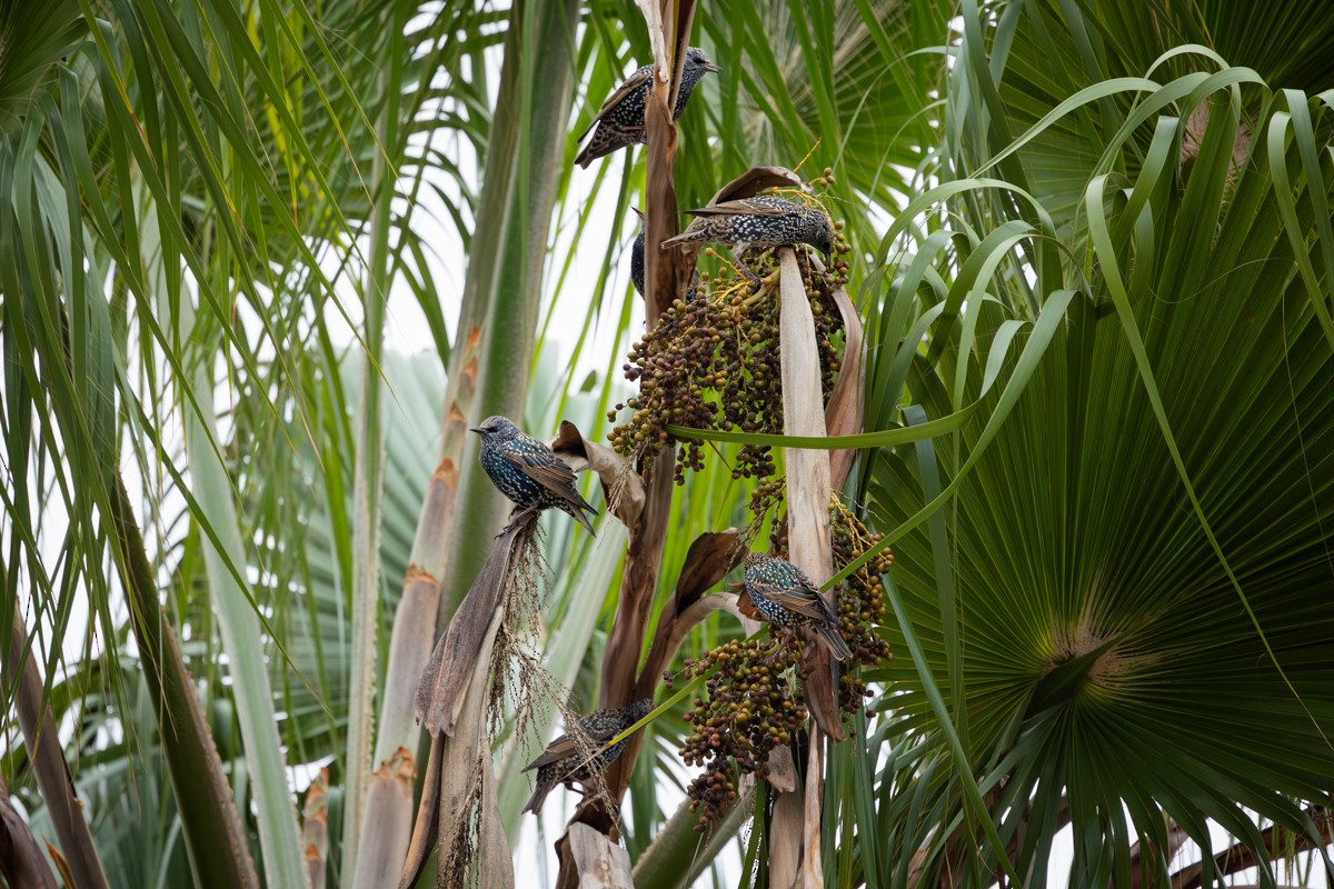 European Starling - ML645952925