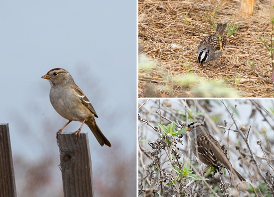 White-crowned Sparrow - ML645952928