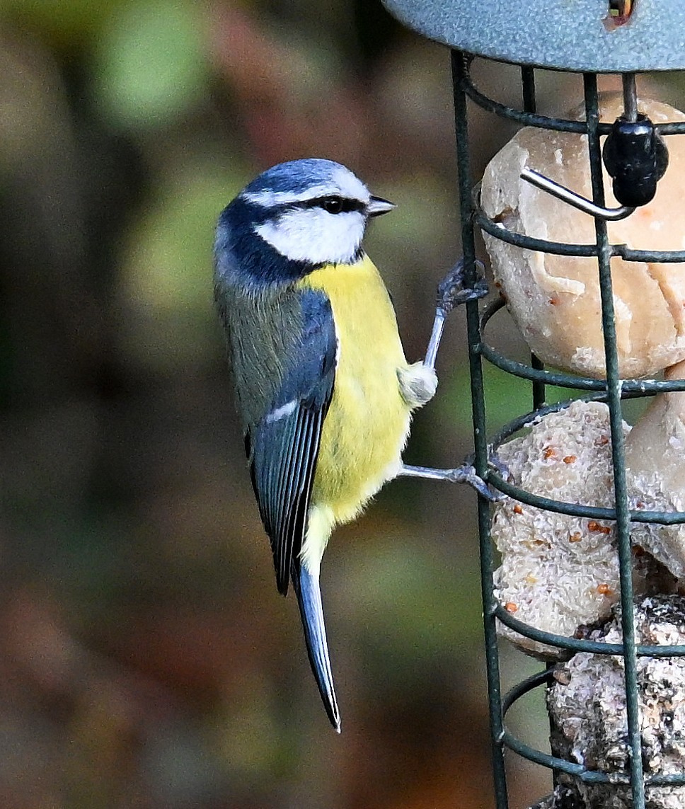 Eurasian Blue Tit - ML645952929