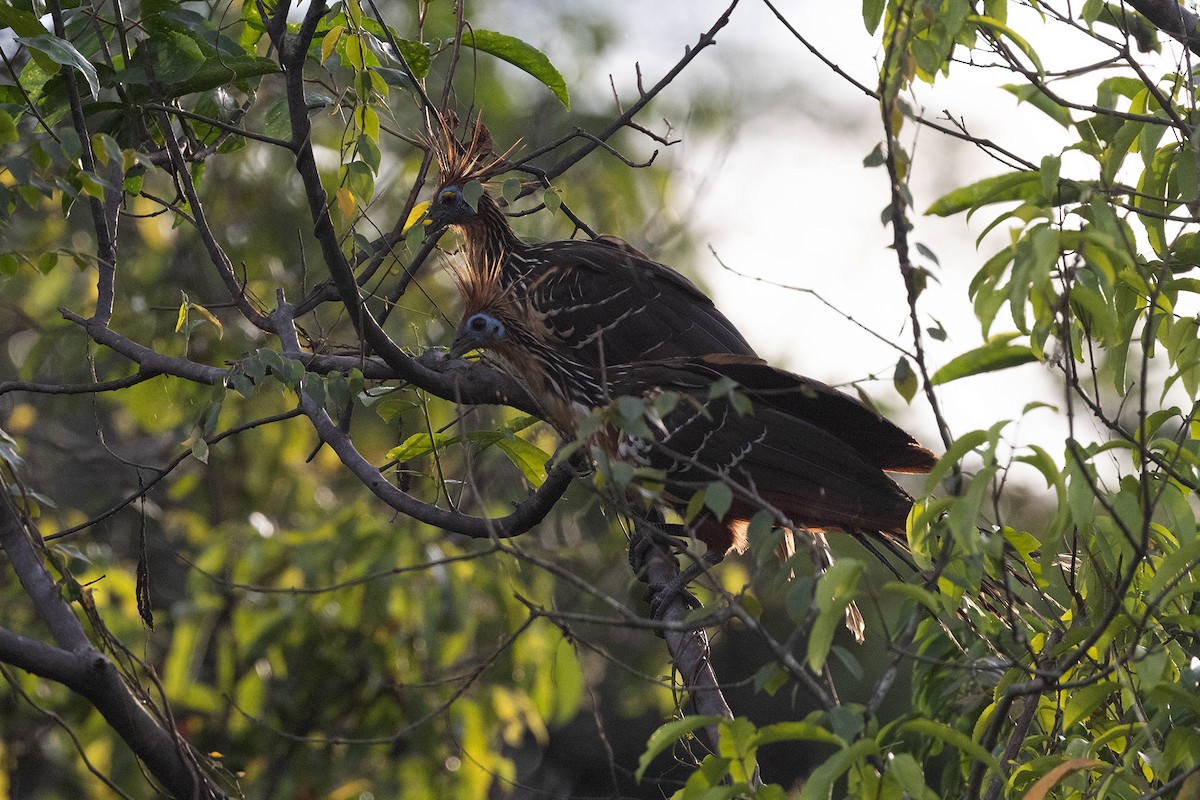 Hoatzin - ML645952930
