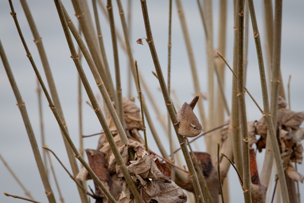 Eurasian Wren - ML645952932