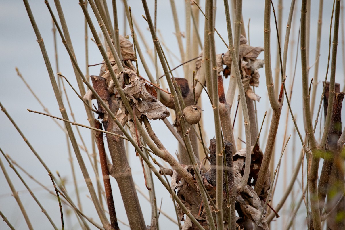 Eurasian Wren - ML645952933