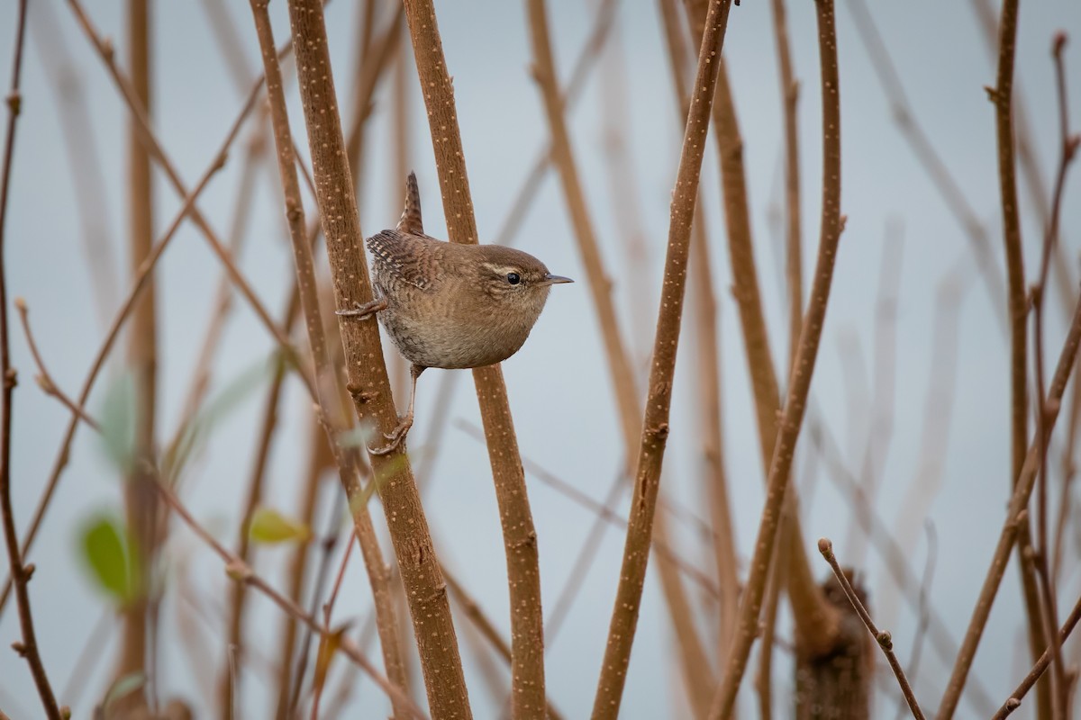 Eurasian Wren - ML645952935