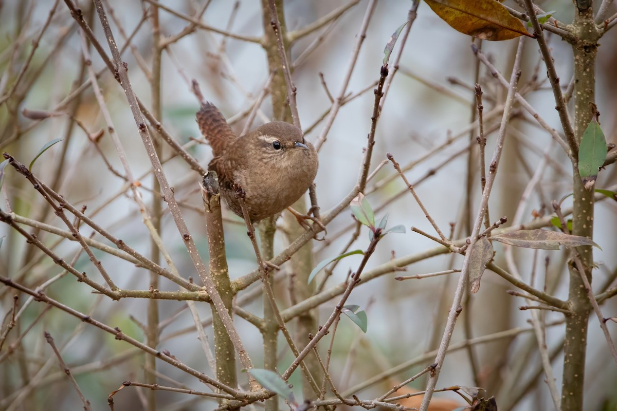 Eurasian Wren - ML645952936