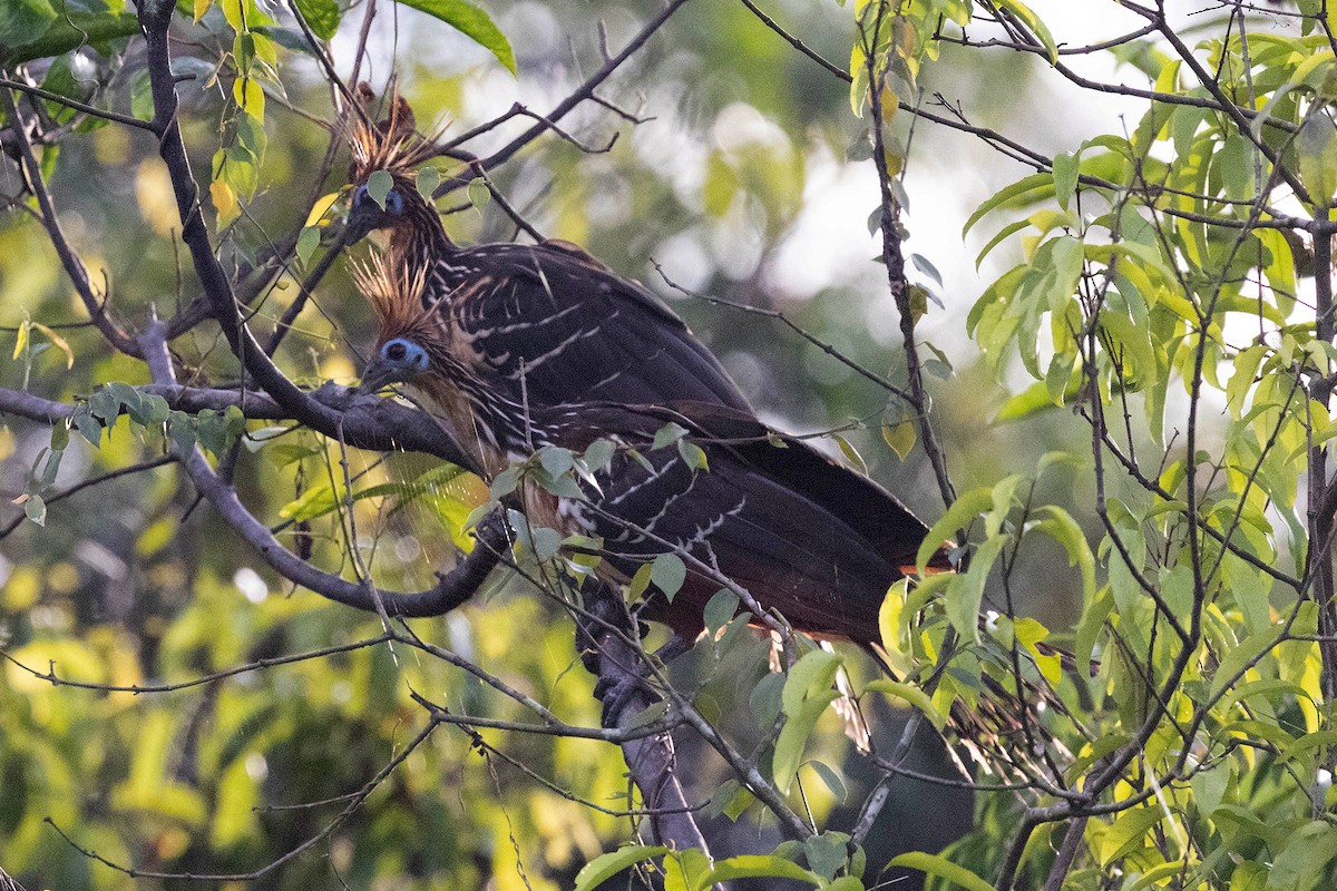 Hoatzin - ML645952938
