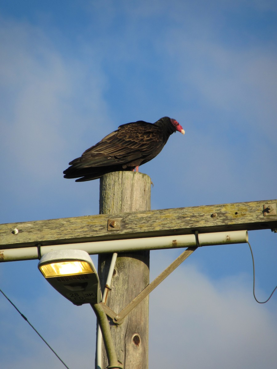 Turkey Vulture - ML645952939
