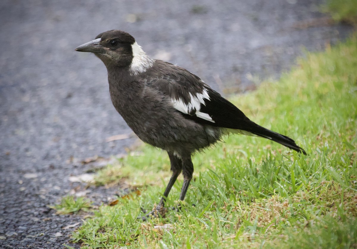 Australian Magpie (Black-backed) - ML645952940