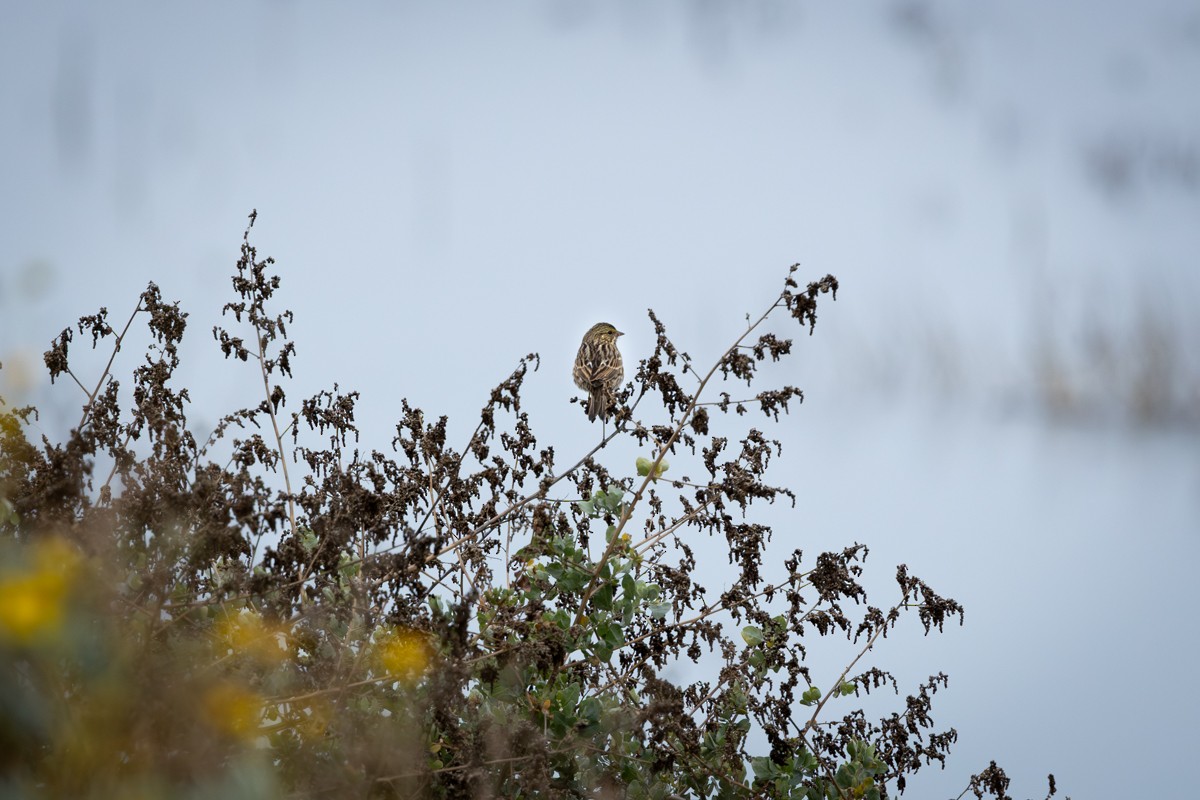 Savannah Sparrow - ML645952941