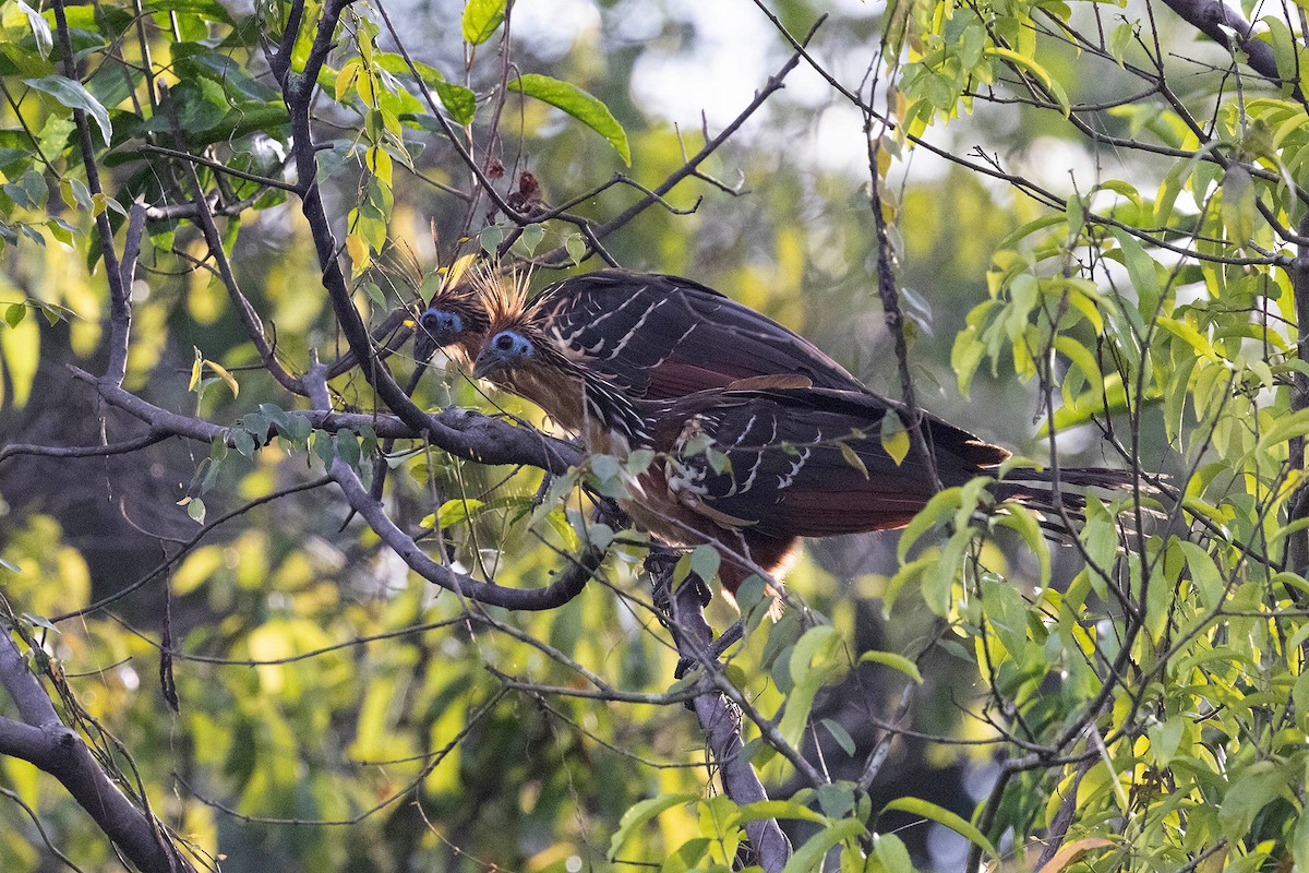 Hoatzin - ML645952942