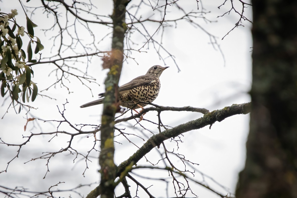 Grive draine - ML645952945