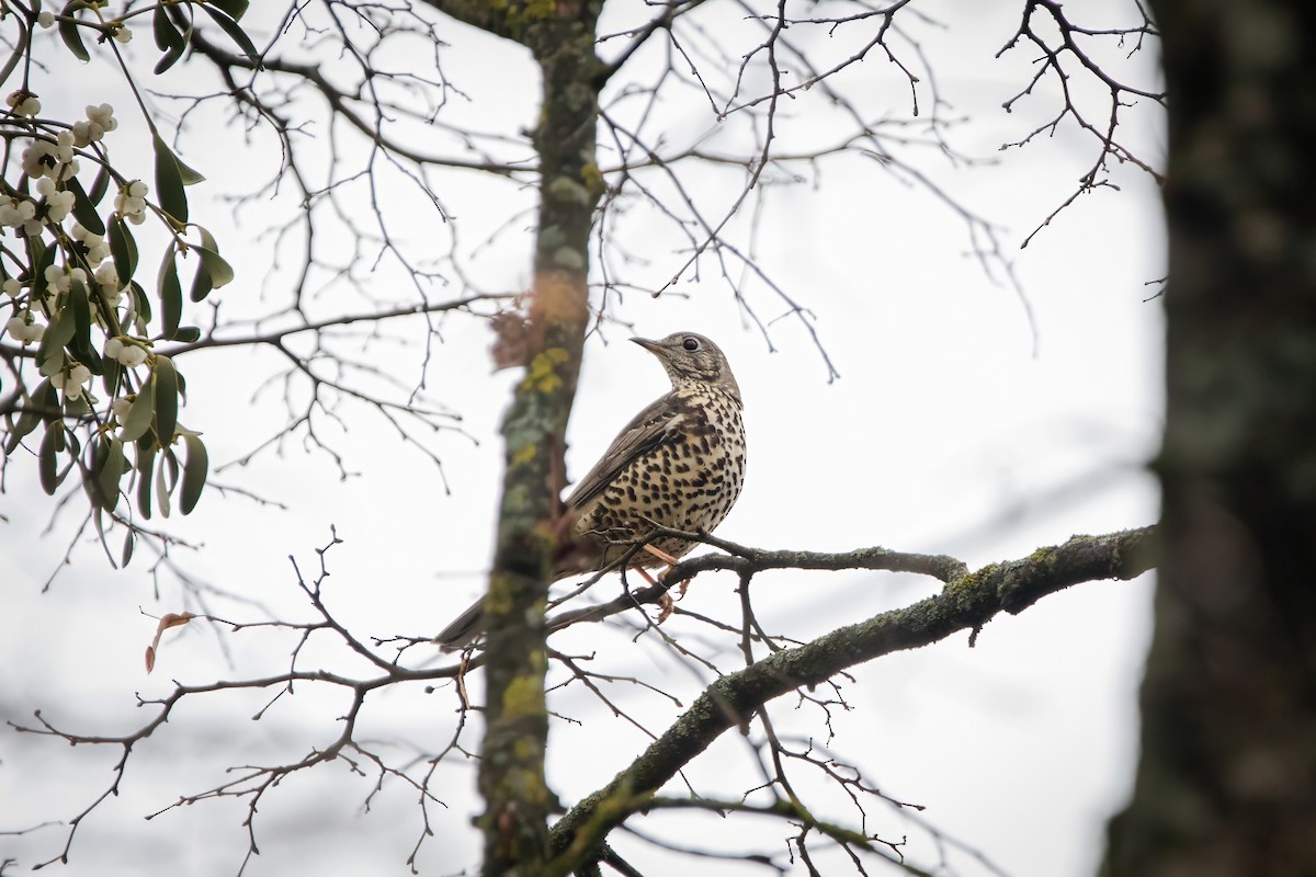 Grive draine - ML645952946