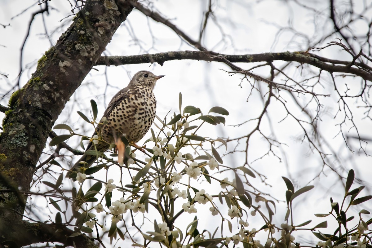 Grive draine - ML645952947