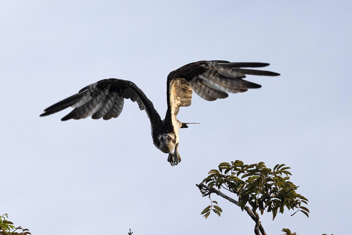 Osprey (American) - ML645952951