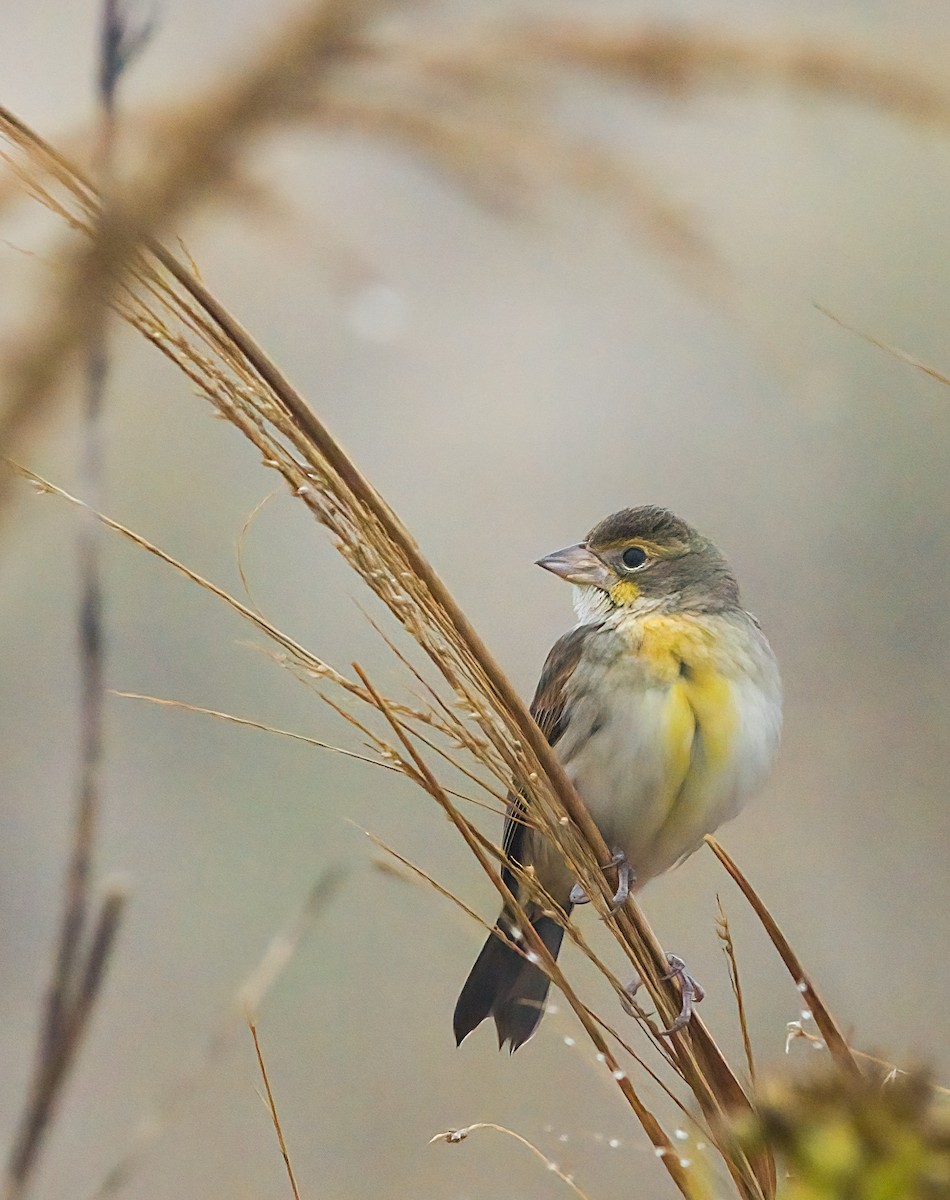 Dickcissel - ML645952952
