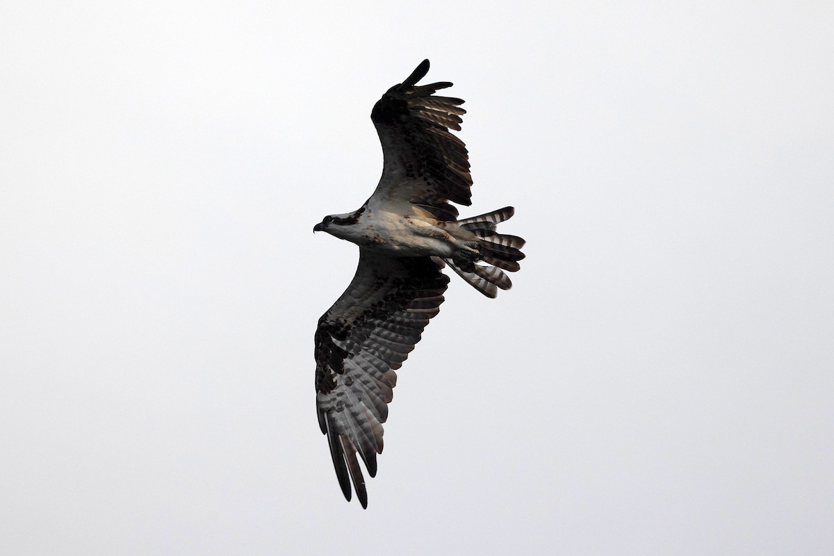 Osprey (American) - ML645952953