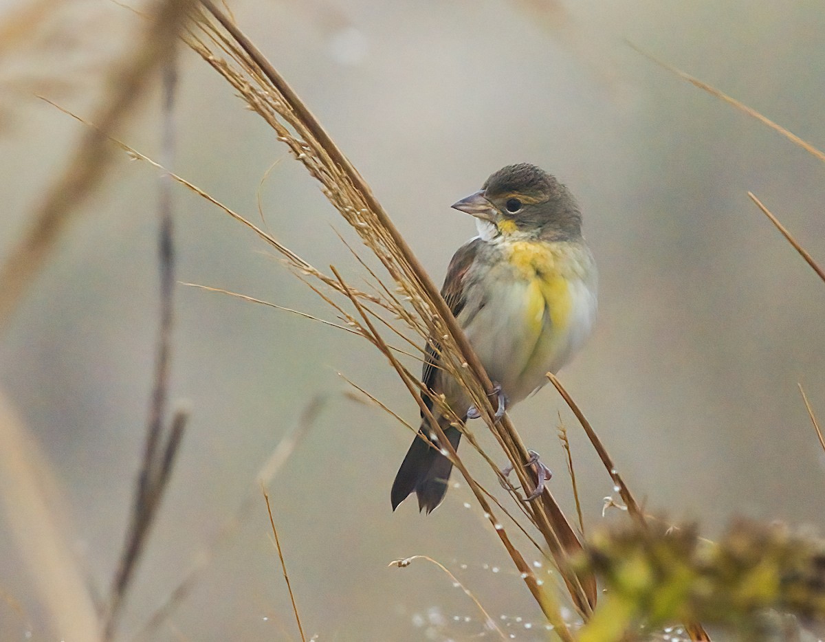 Dickcissel - ML645952954