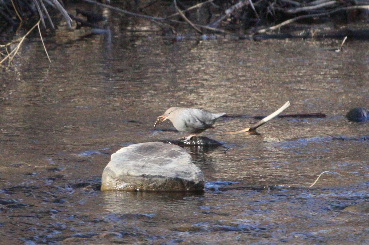 Ur-zozo iparramerikarra - ML645952955