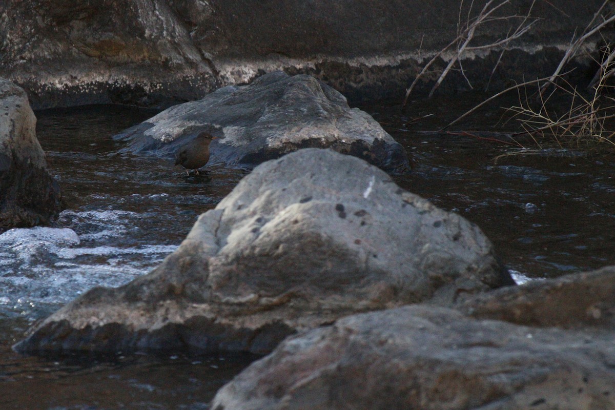 Ur-zozo iparramerikarra - ML645952956