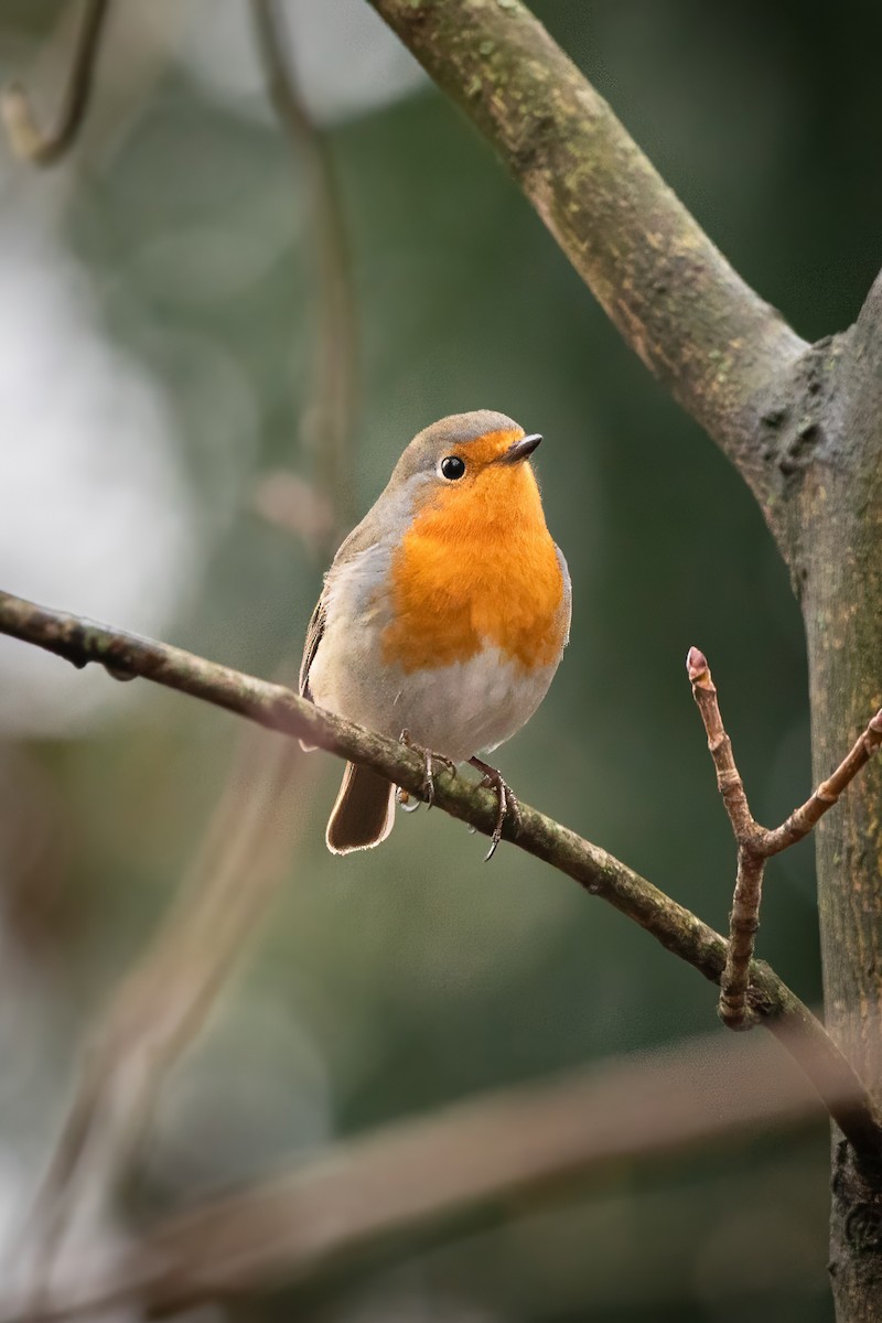 European Robin - ML645952968