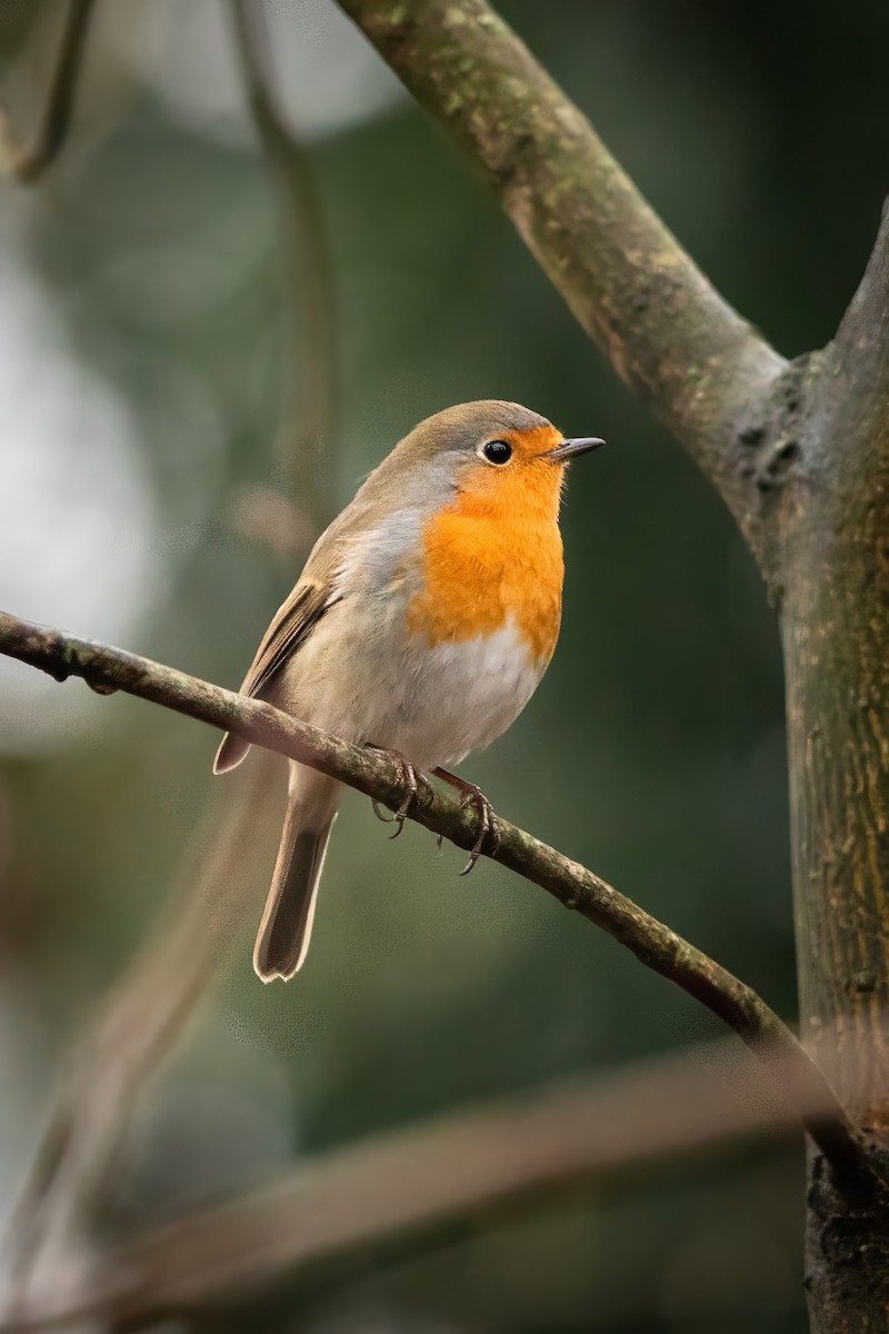 European Robin - ML645952969