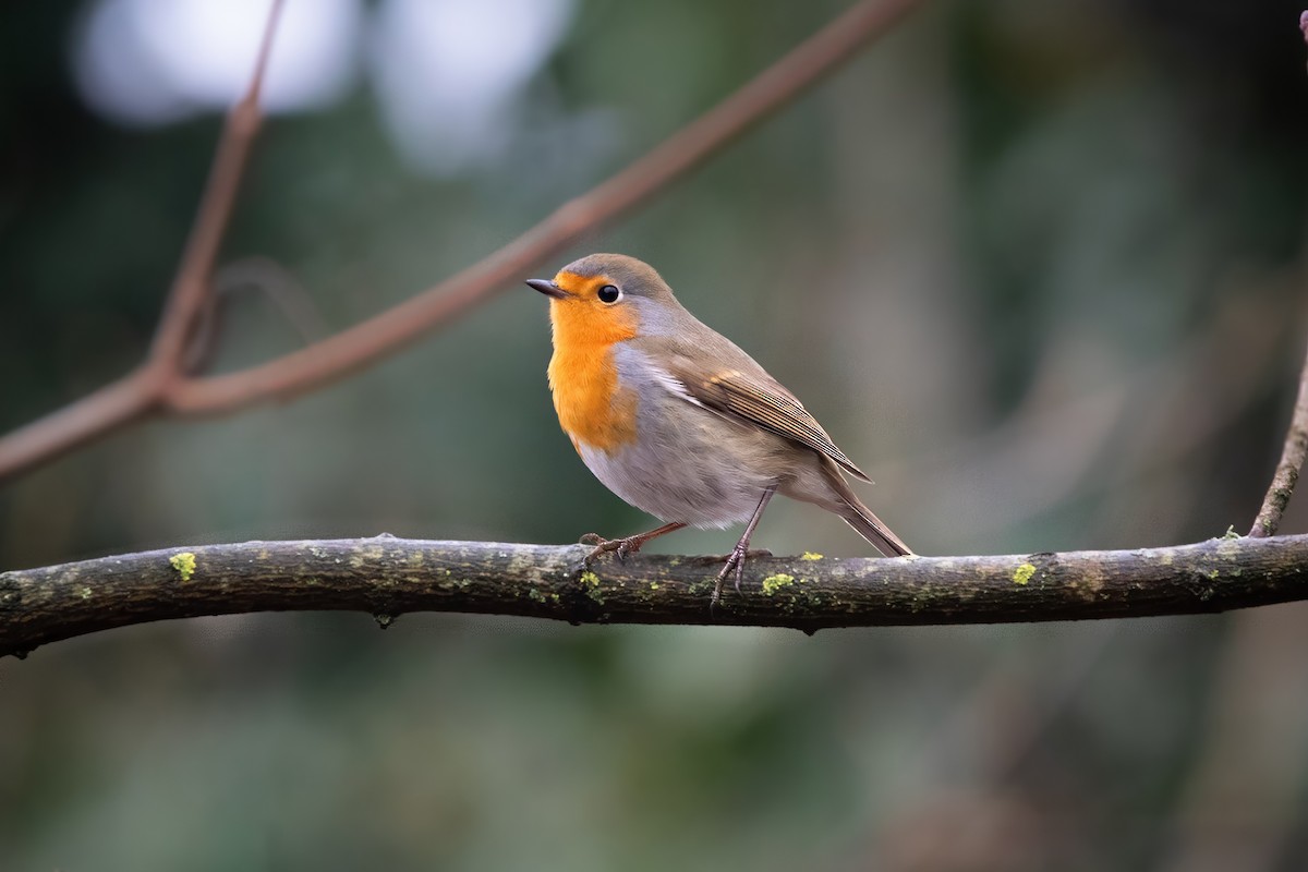 European Robin - ML645952970
