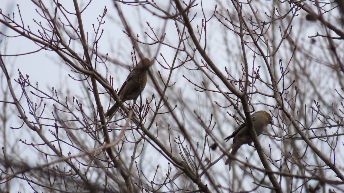 Pinu-gailupa - ML645952973