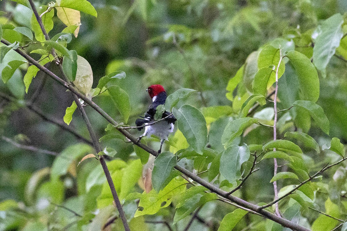 Red-capped Cardinal - ML645952974