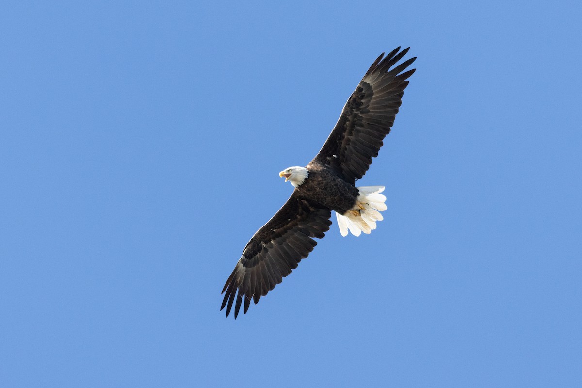 Bald Eagle - ML645952975