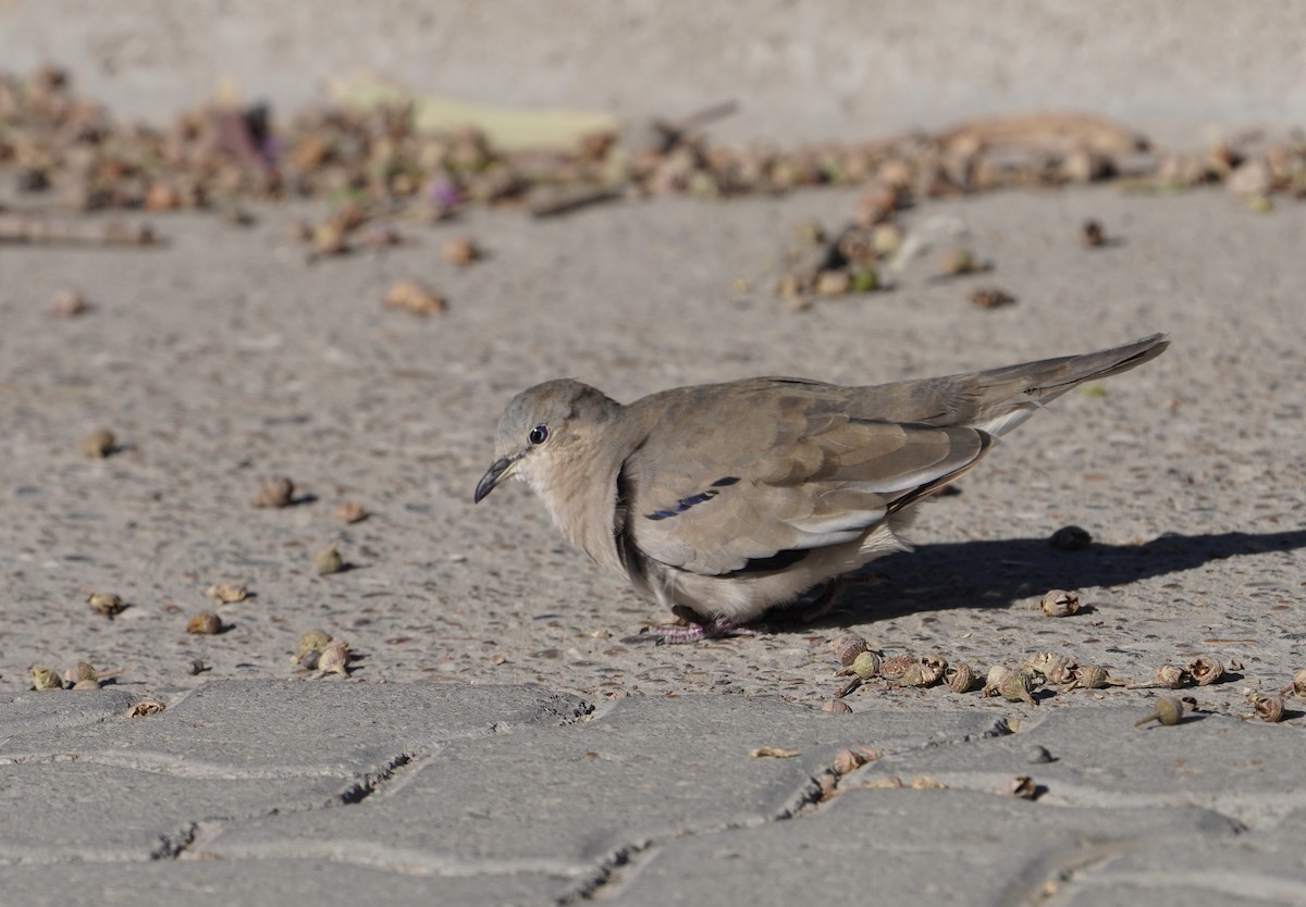 Picui Ground Dove - ML645952976