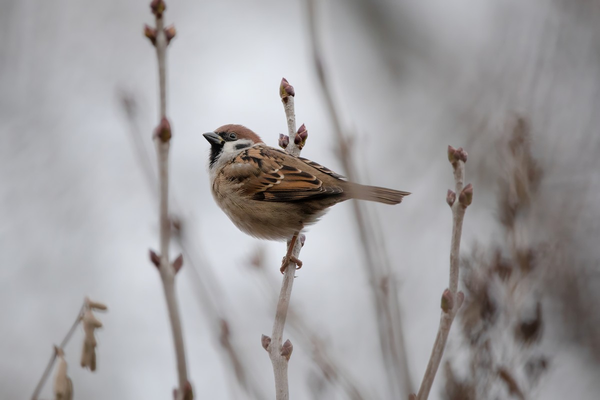 Eurasian Tree Sparrow - ML645952978