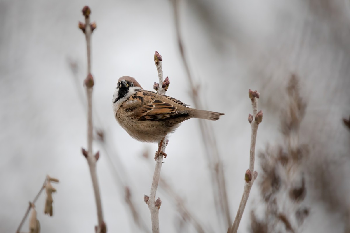 Eurasian Tree Sparrow - ML645952979