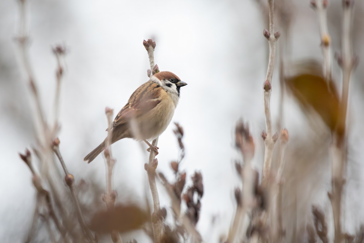 Eurasian Tree Sparrow - ML645952980